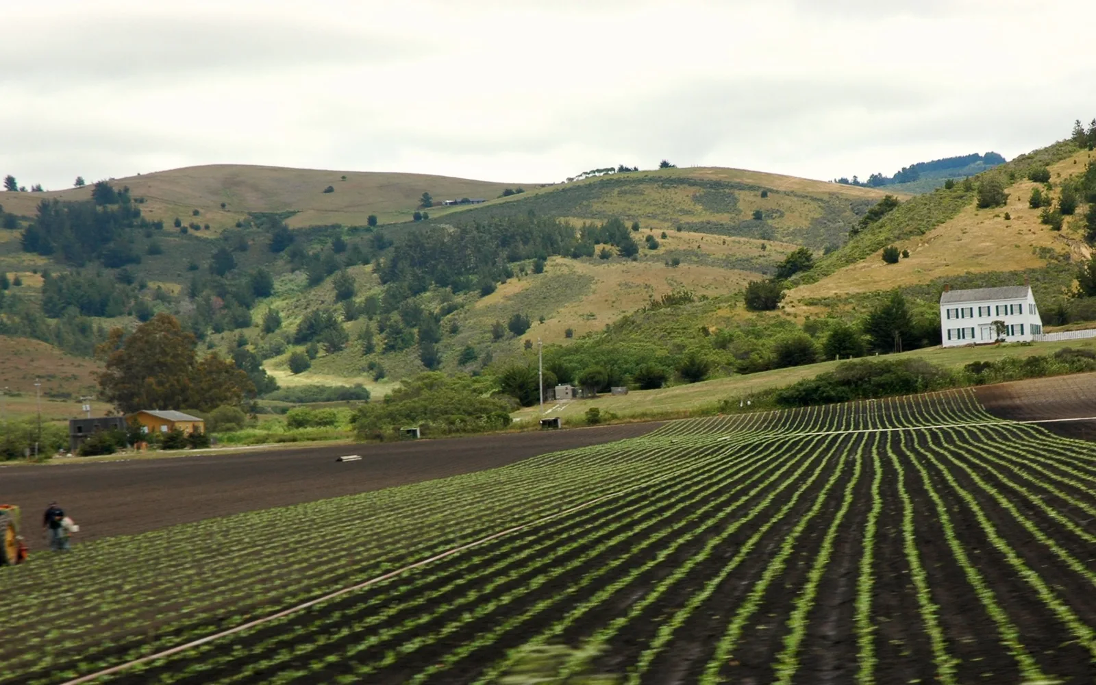 Long fields with a white farmhouse in California's agricultural valley